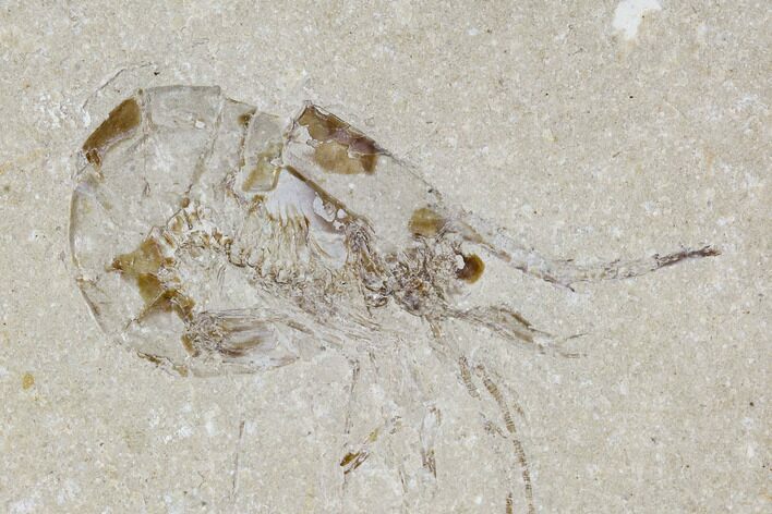 Cretaceous Fossil Shrimp - Lebanon #107438